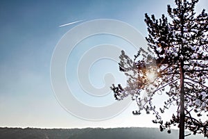 Sun shining through the branches of a pine tree silhoutte