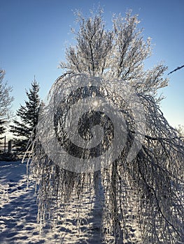 A sun shining through the branches of the tree