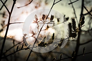 Sun shining through branches of tree