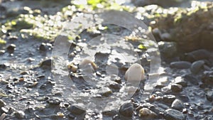 Sun shining brightly over a gravel beach at low tide