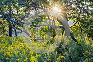 Sun shining brightly through trees and wilderness on an autumn m