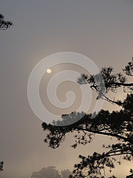 sun is shining through a cloudless sky behind pine trees