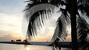 Sun shining through the coconut palm leaves on the beach at sunset time in the evening