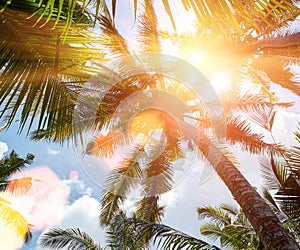 sun shining through coconut palm trees with reflections on background sky