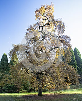 Sun shining on Common Oak in Westonbirt Arboretum