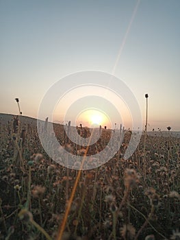 Sun shining dandelions flower