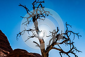 Sun Shining Through Dead Pinyon Pine Tree