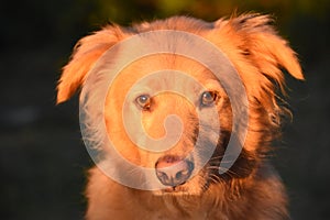 Sun Shining In the Face of a Toller Dog