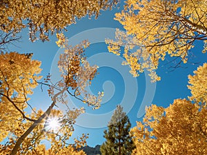 Sun shining through the fall colored aspen trees in the mountains