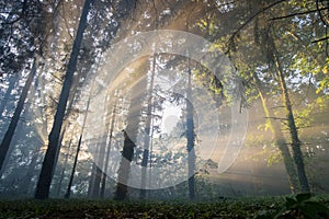 Sun shining through forest fog