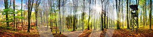 The sun shining in a forest at springtime, wide panorama