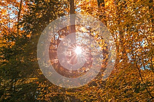 Sun Shining Through Forest Trees Foliage in Autumn