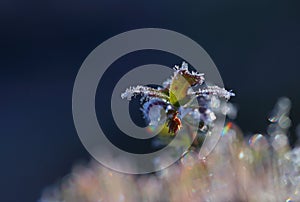 Sun is shining on a frosty lingonberry