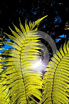 Sun shining through glowing tropical ferns.