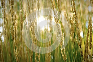 Sun Shining Through Grass