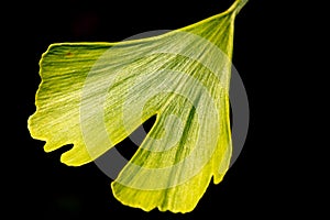 In the sun shining green-yellow ginkgo leaf, isolated from black background