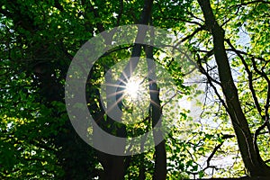 Sun shining through large trees