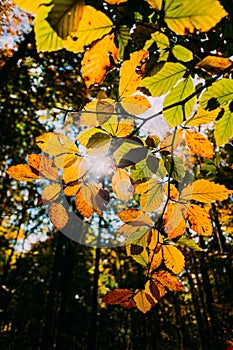 Sun shining through leaves