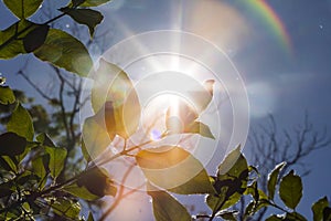 Sun shining through the leaves of tree and plant branches on a sunny summer day creating a decorative rainbow lens flare