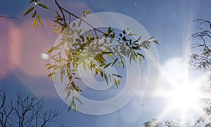 Sun shining through the leaves of tree and plant branches on a sunny summer day creating a decorative rainbow lens flare