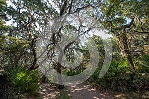 Sun shining through a live oak tree.