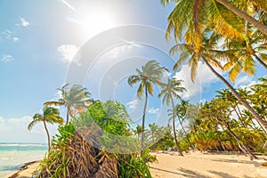 Sun shining over beautiful La Caravelle beach in Guadeloupe