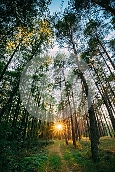 Sun Shining Over Forest Lane, Country Road, Path, Walkway Through