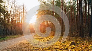 Sun shining over road, path, walkway through forest. Sunset Sunr