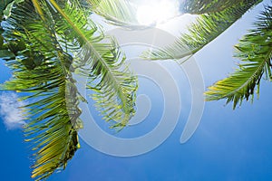 Sun shining through palm tree leaves