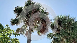 Sun is shining on palm trees on blue sky background in Miami