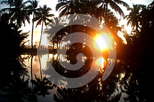 Sun shining through Palms at Lakeside - Sunset Scene in Cambodia