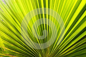 Sun shining through a radiating green leaf. Natural background texture