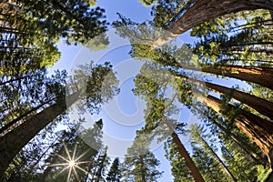 Sun Shining through redwoods photo