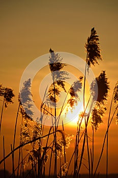 Sun shining through the reed.