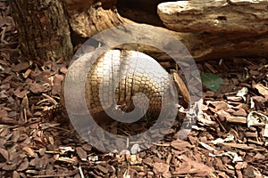 Sun Shining on the Shell of an Armadillo