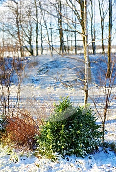 Sun shining on a snow covered forest landscape on a winter day. Bare tree branches and a lush green bush on a field