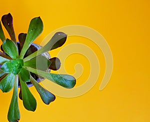 sun shining into succulent Parturiating.