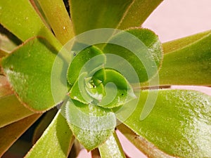 sun shining into succulent Parturiating.