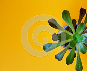 sun shining into succulent Parturiating.