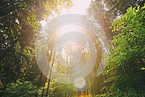 Sun Shining In Summer Forest Through Canopy Of Tall Trees. Looking Up In Summer