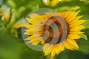 The sun is shining the sunflower