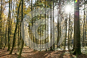 Sun Shining Through Swiss Forest Trees on a Sunny Spring Day