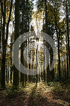 Sun Shining Through Swiss Forest Trees on a Sunny Spring Day