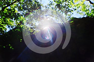 Sunlight through trees