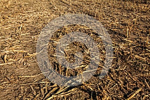 Sun shining to corn field after harvesting, only remains of plants visible on ground