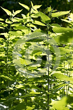 Sun shining to front view of aerie of stinging nettle Urtica dioica with no bloom or seeds outdoors / wildlife with a dark unsha