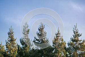 Sun shining on the top of a row redwood trees Sequoia Sempervirens at sunset on a cloudy sky background, California