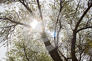 Sun shining through a tree