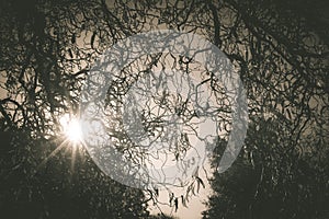 Sun shining through the tree branches