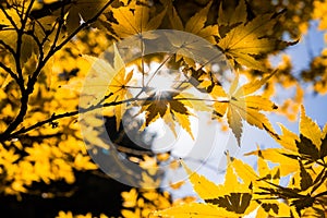 Sun shining through tree canopy.